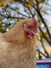 chicken jpg