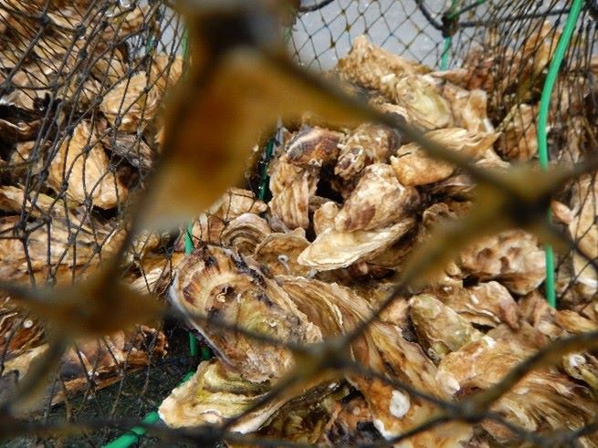 Mussels caught in a net
